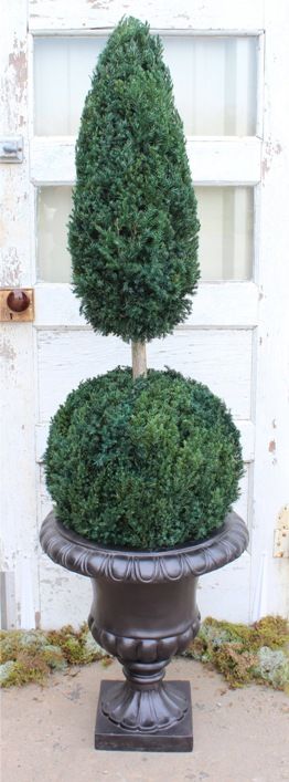 Preserved Ball Cone Topiary - 50" - Click Image to Close